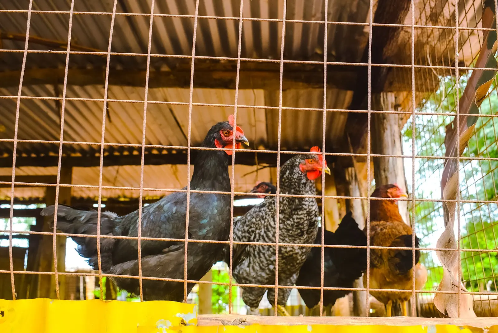 Lakeside Poultry & Fisheries