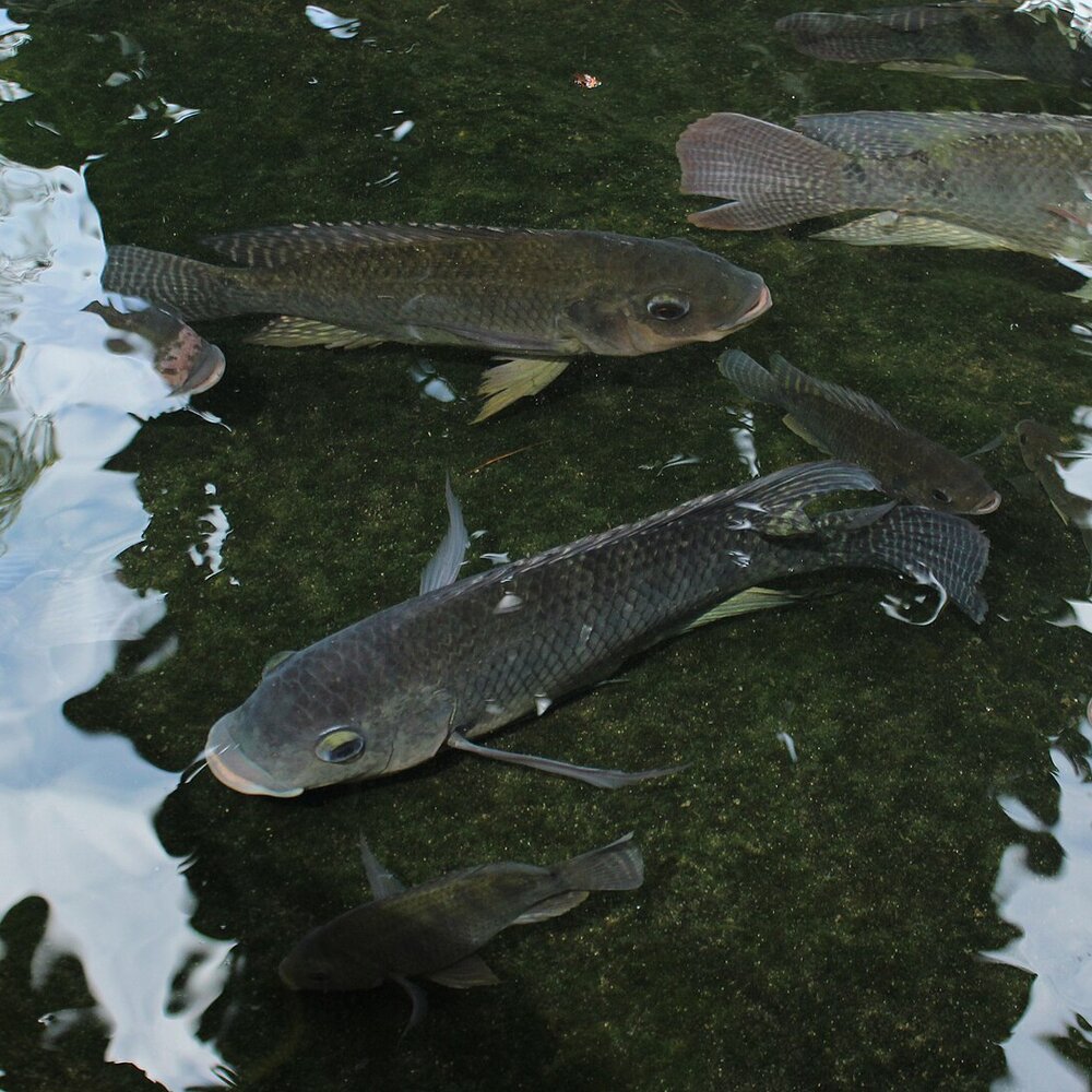 Fresh Tilapia (per kg)
